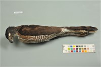 藏品(鳳頭蒼鷹)的圖片